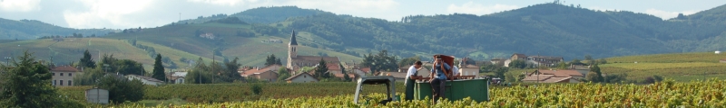 Bezinning op een Beaujolais wijngaard